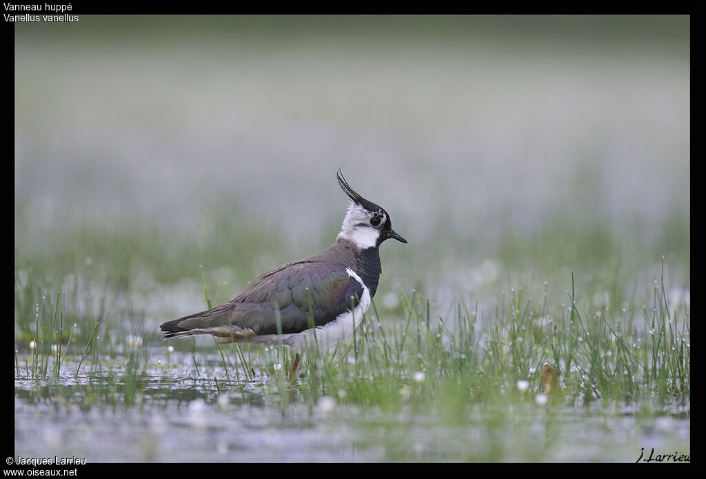 Northern Lapwing