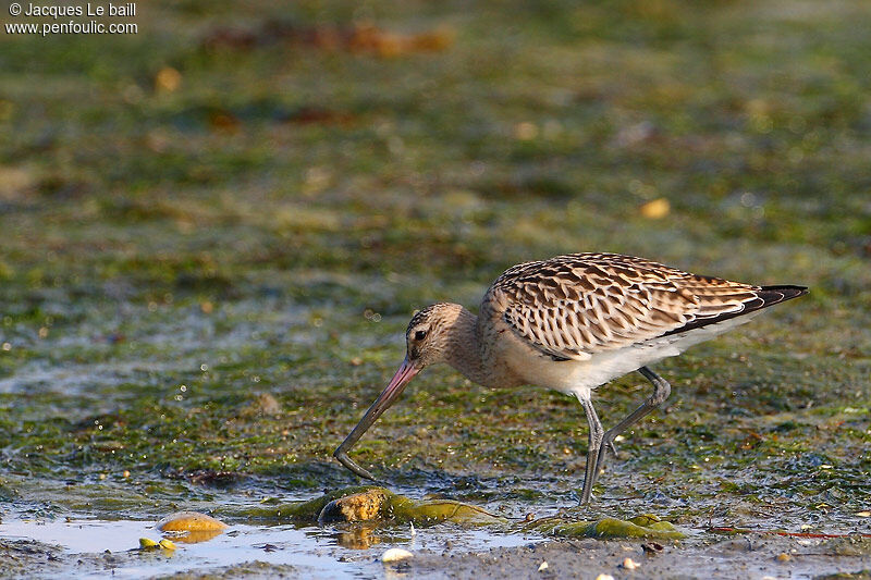 Bar-tailed Godwit