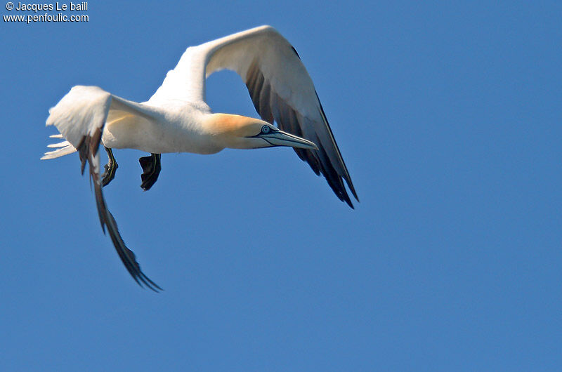 Northern Gannet
