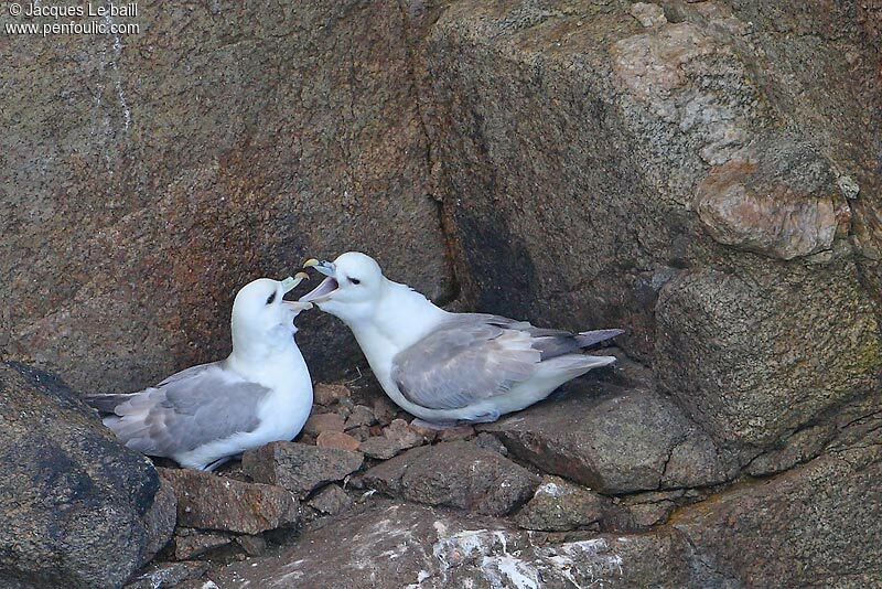 Fulmar boréal