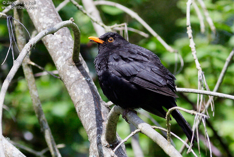 Common Blackbird male