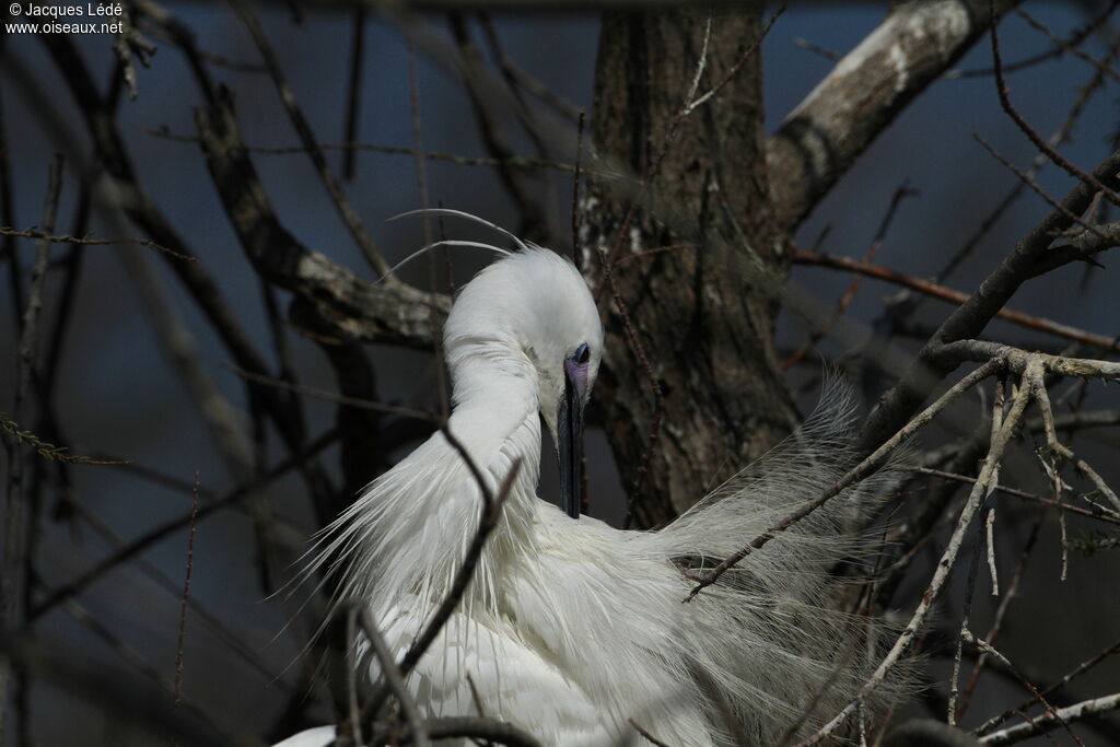 Little Egret