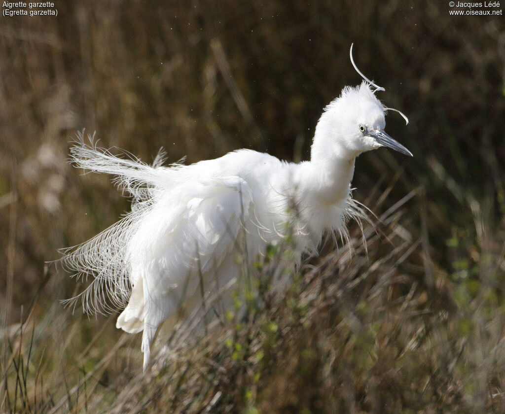 Little Egret