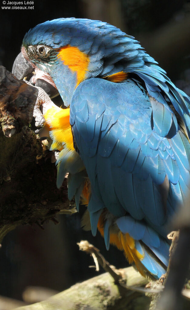 Blue-throated Macaw
