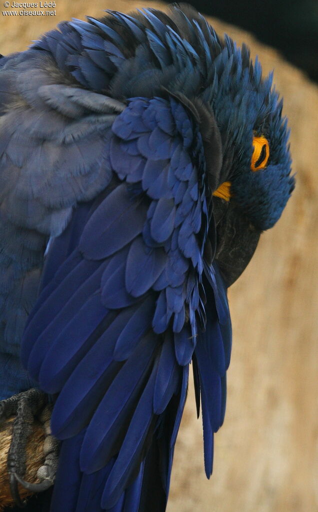 Hyacinth Macaw