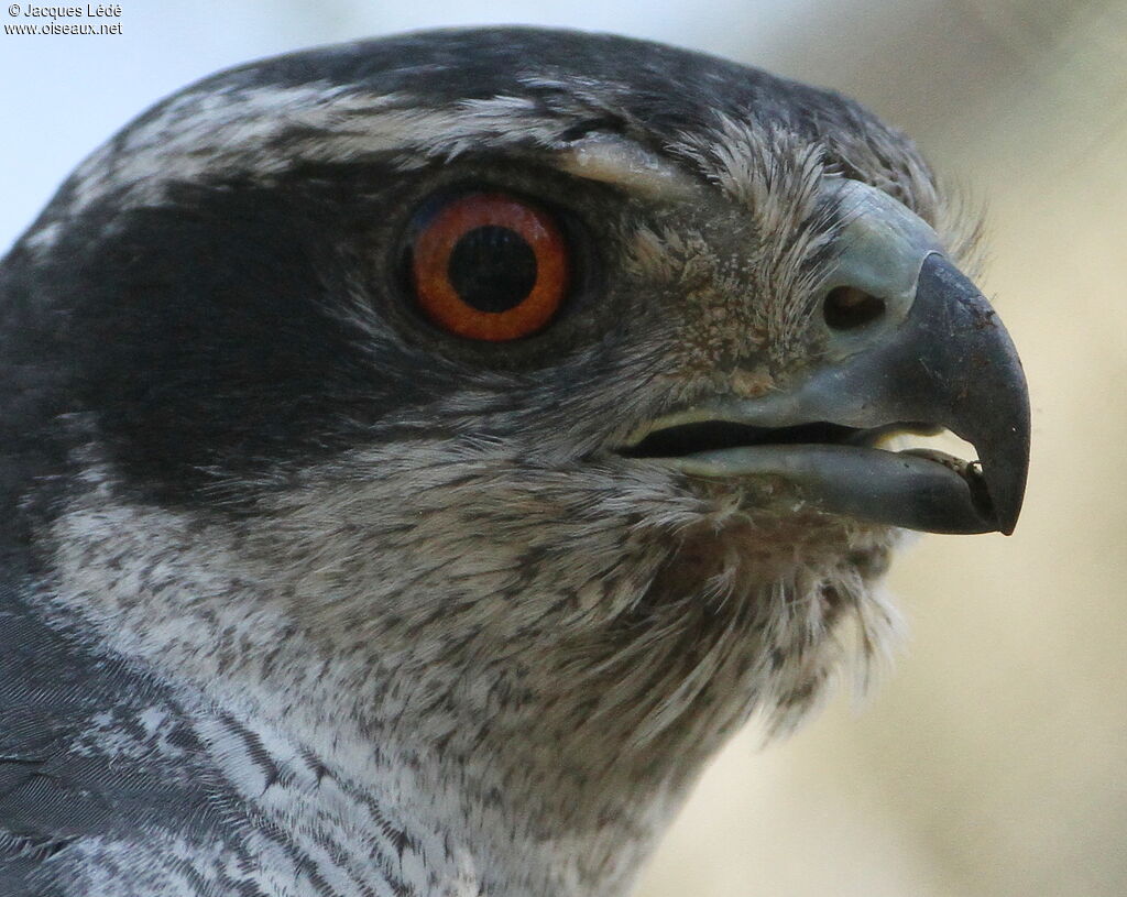 Eurasian Goshawk