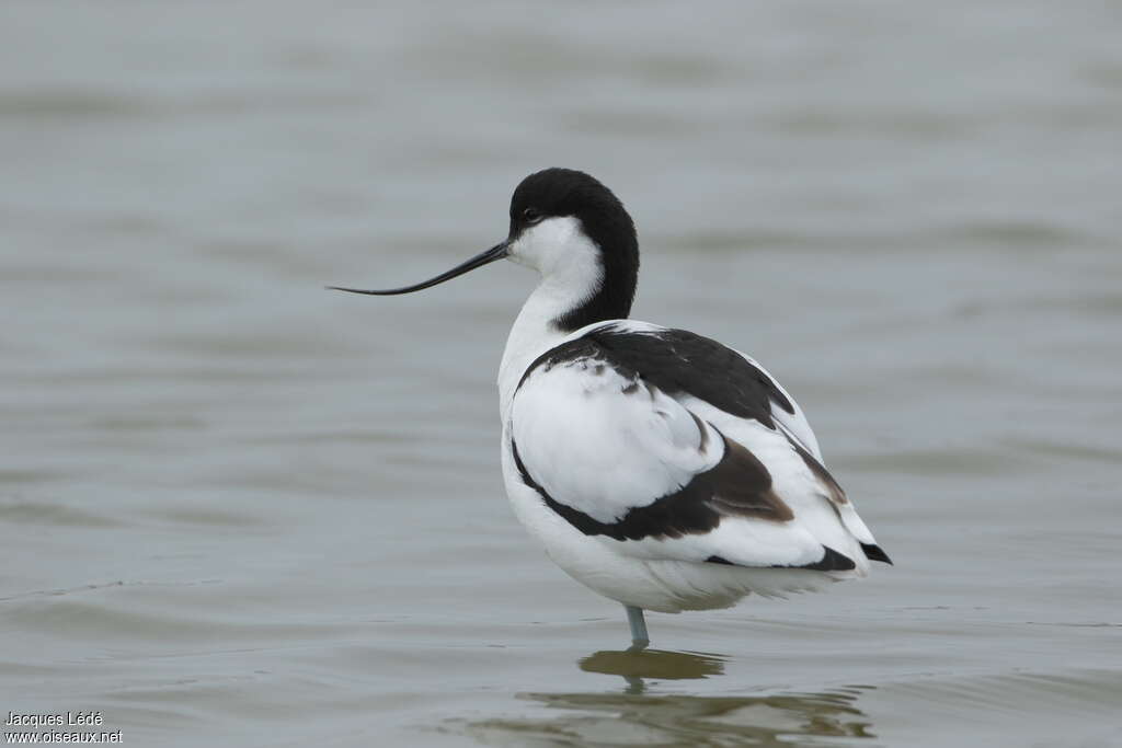Avocette élégante