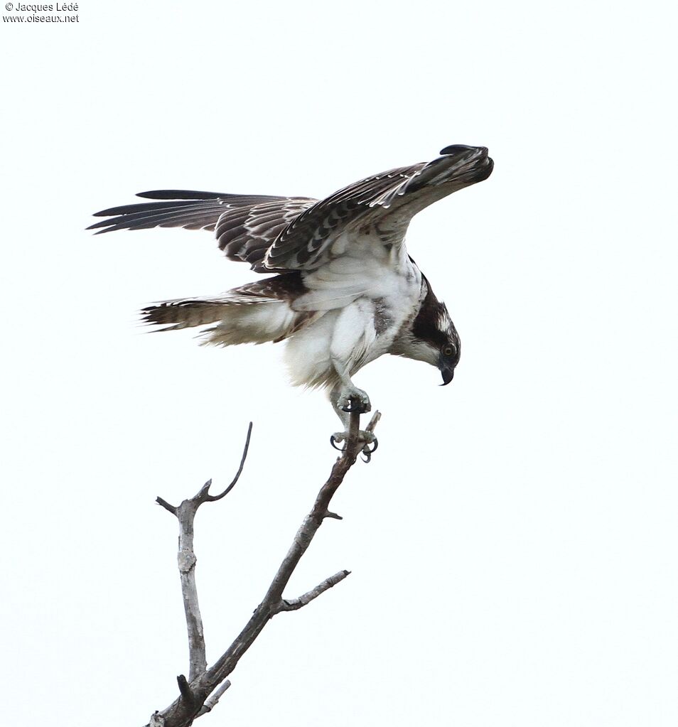 Osprey