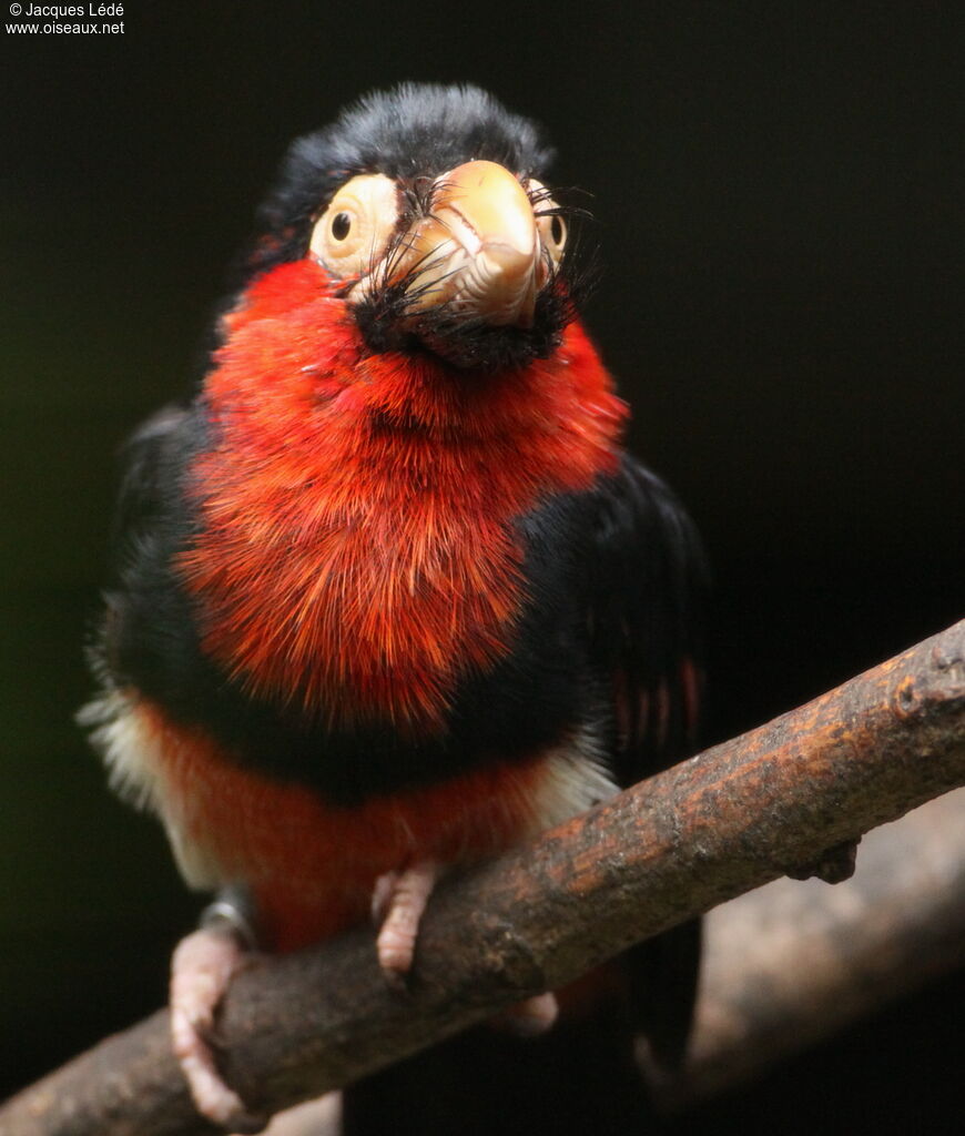 Bearded Barbet