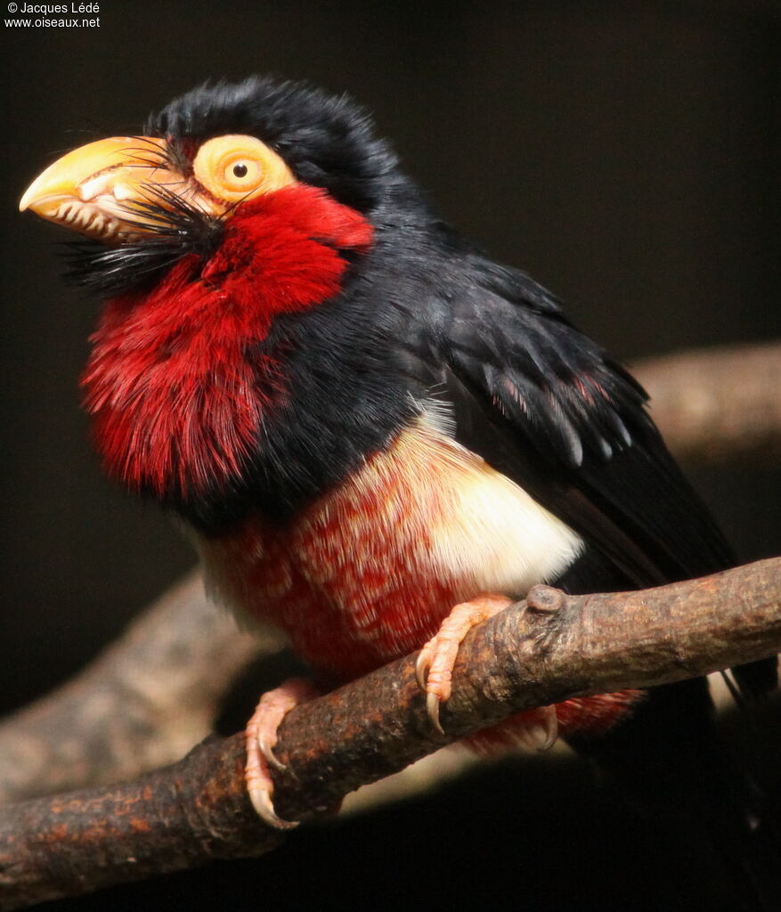 Bearded Barbet