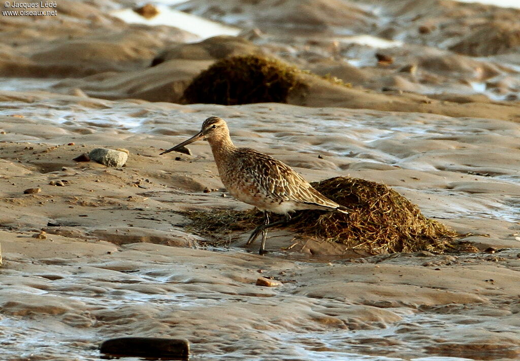 Bar-tailed Godwit