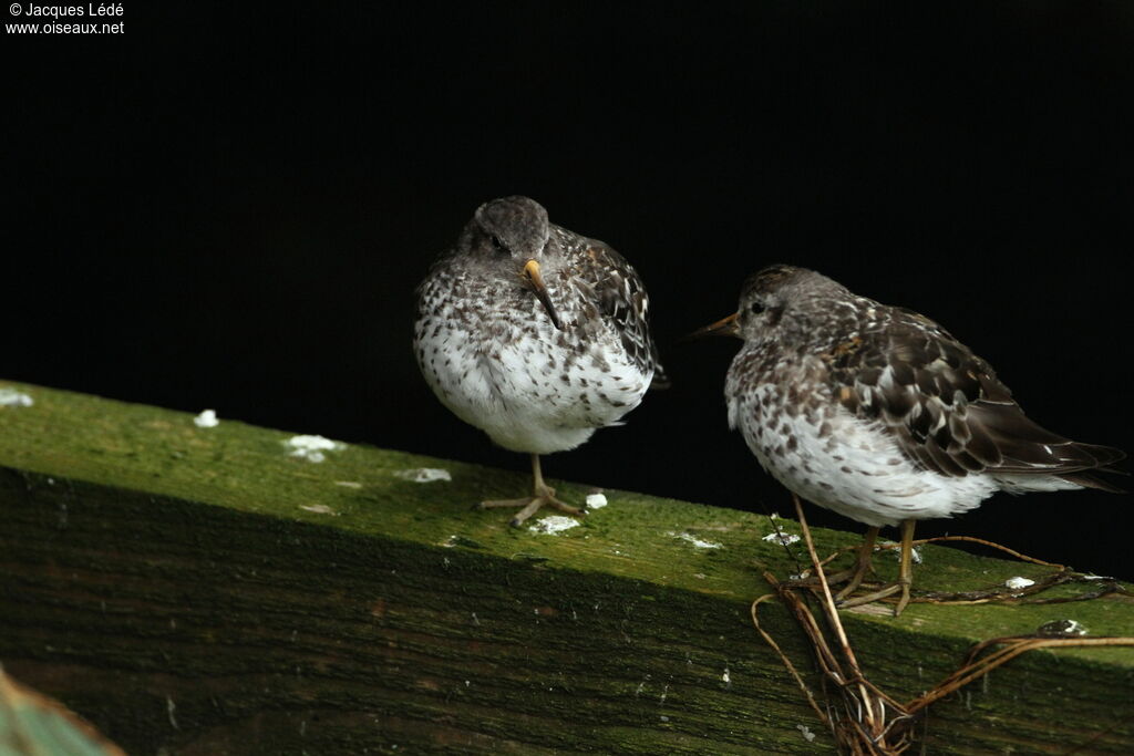 Purple Sandpiper