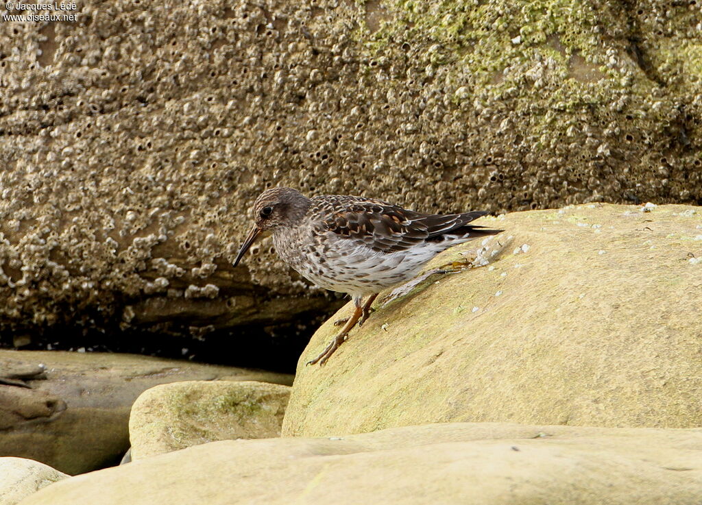 Purple Sandpiper