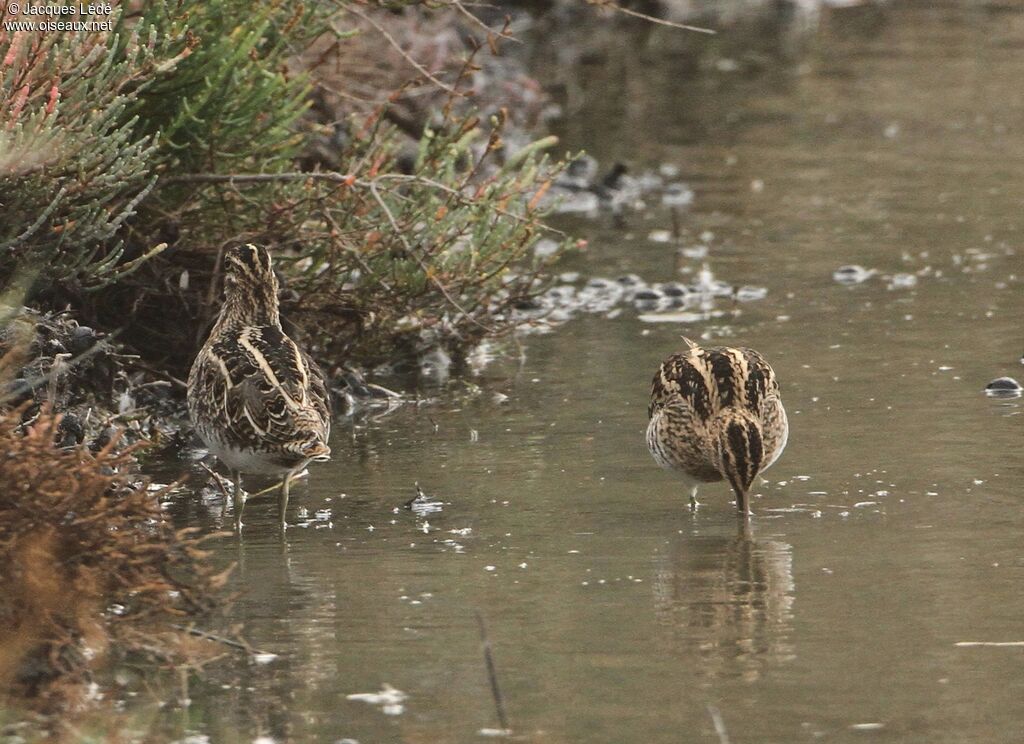Common Snipe