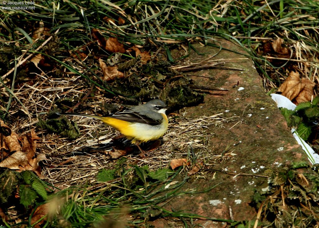 Bergeronnette des ruisseaux