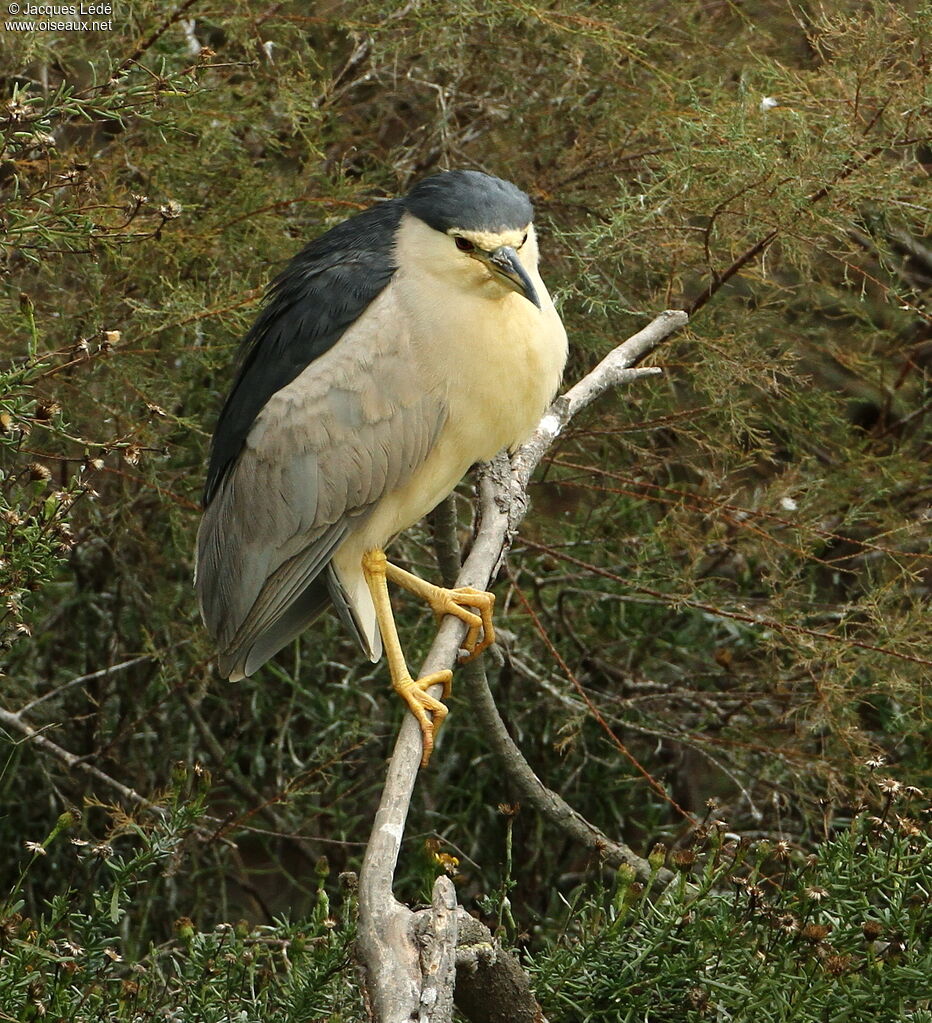 Black-crowned Night Heron