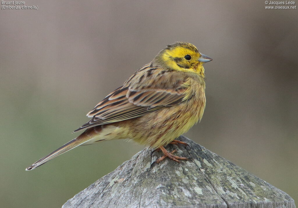 Bruant jaune