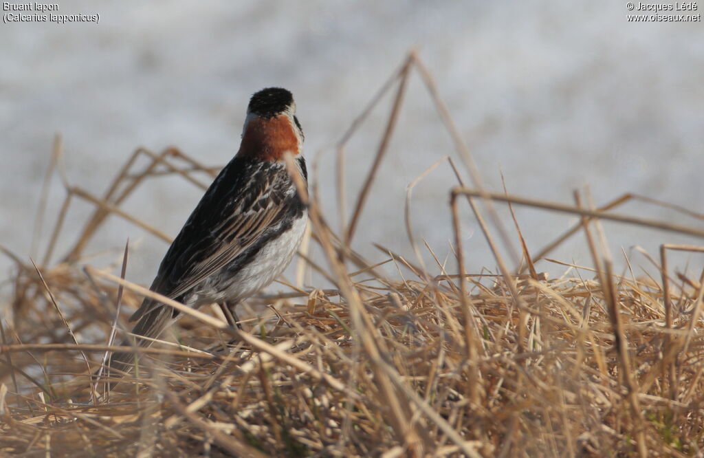 Lapland Longspur