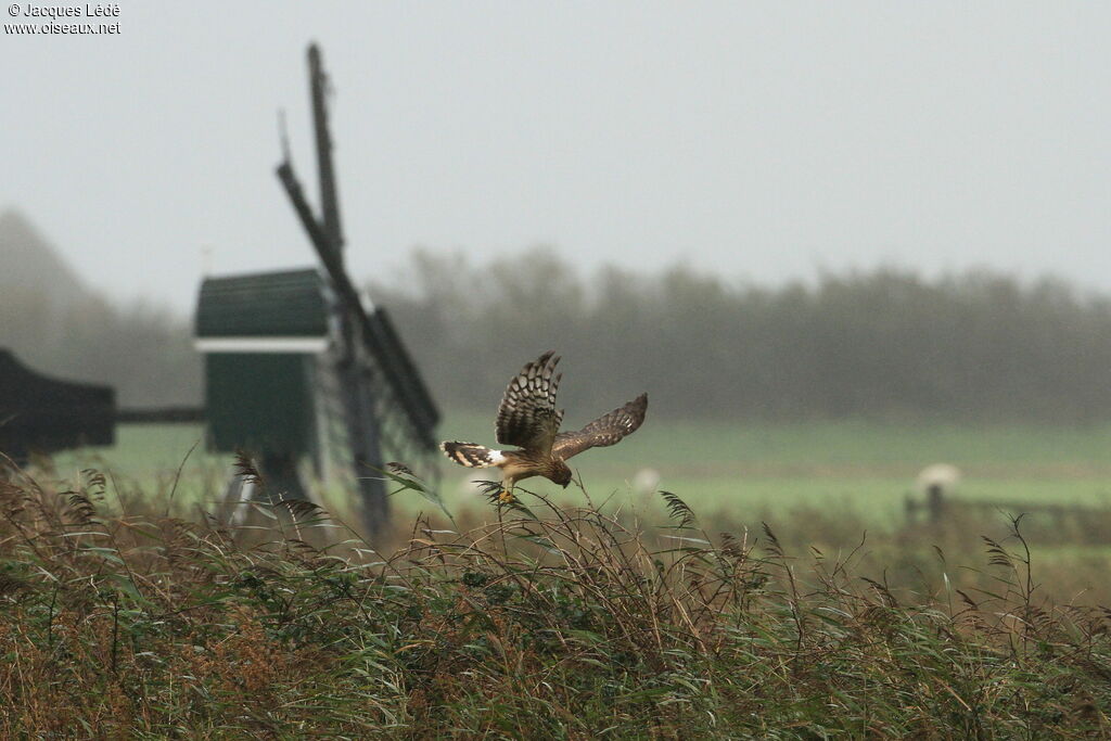 Hen Harrier