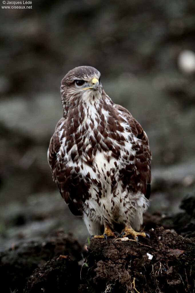 Buse variable