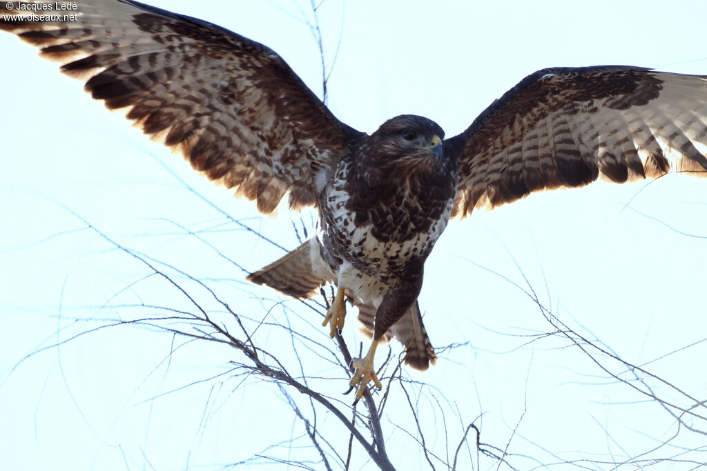 Common Buzzard