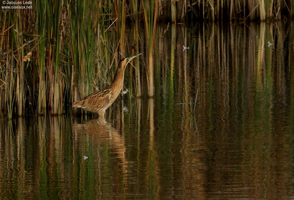 Eurasian Bittern