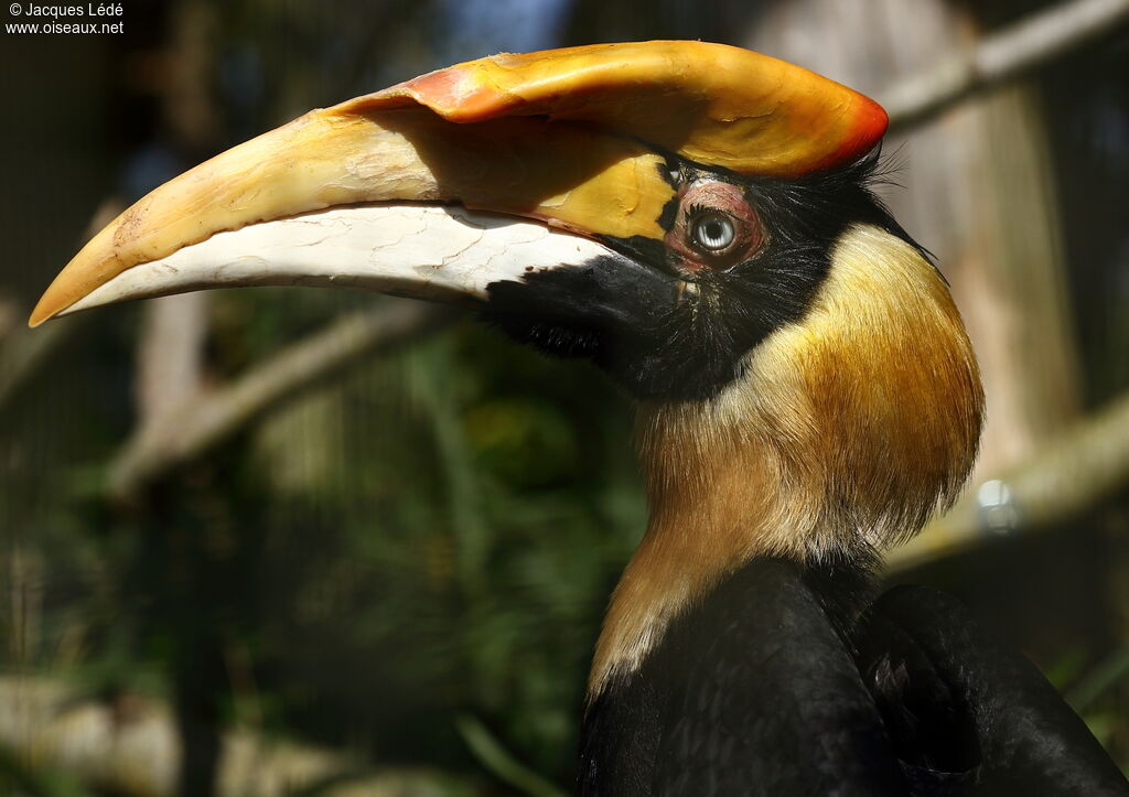 Great Hornbill