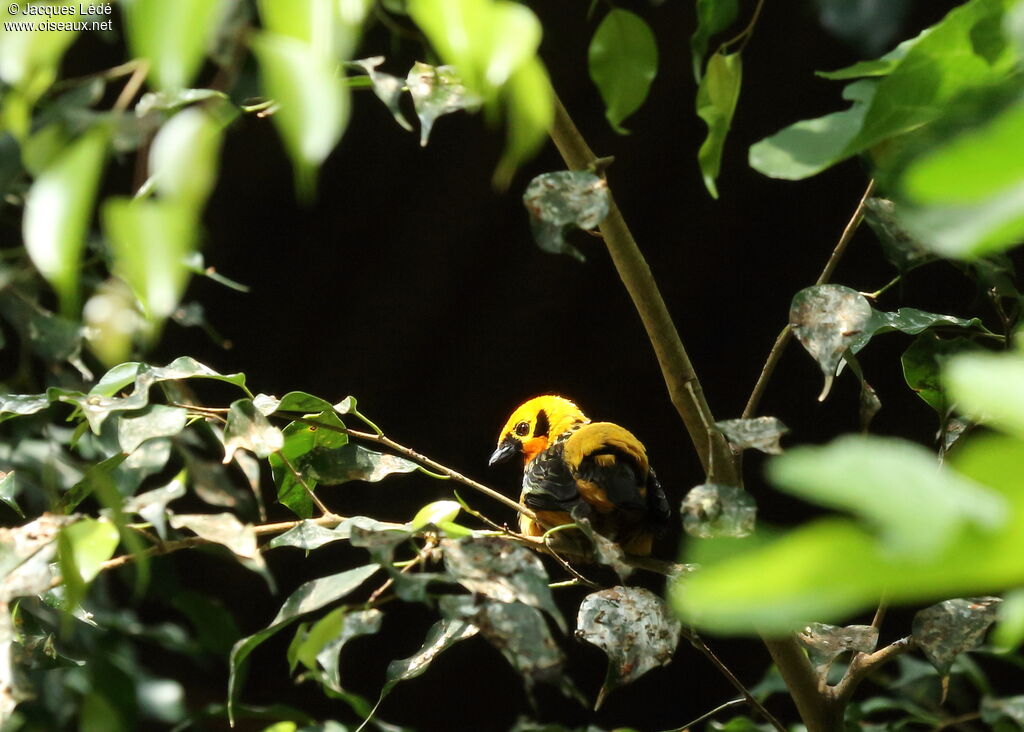 Golden Tanager