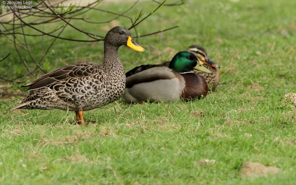 Yellow-billed Duck