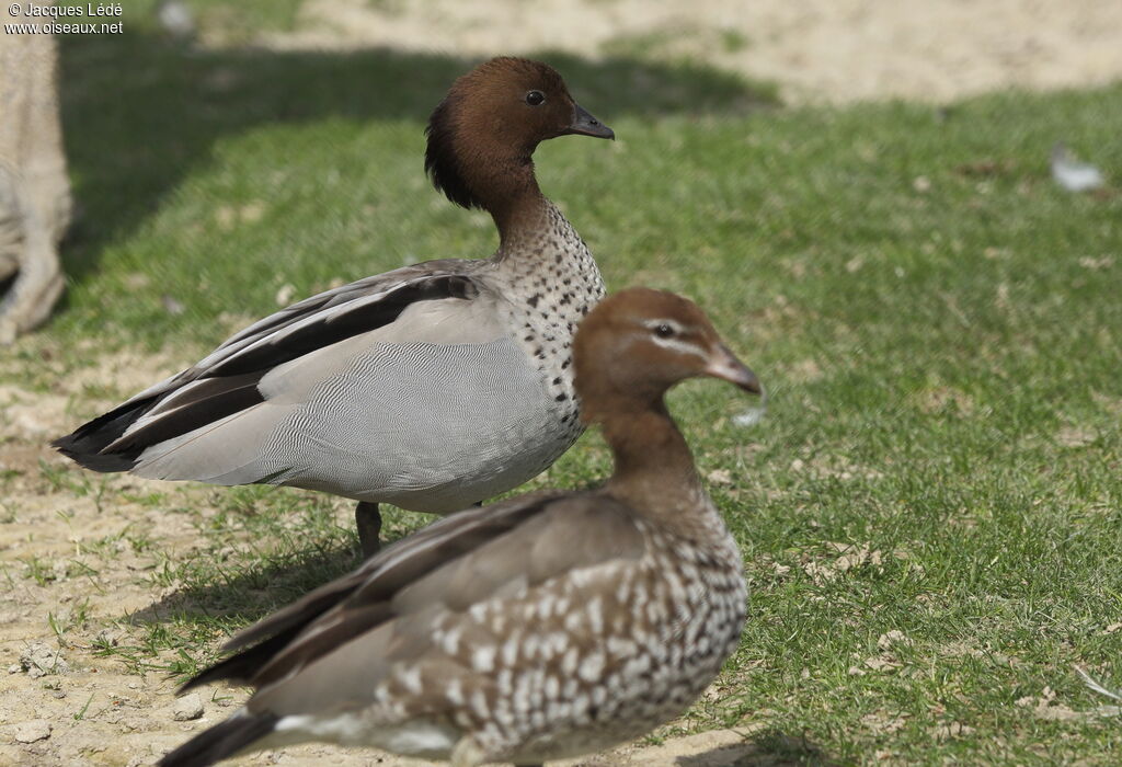 Maned Duck