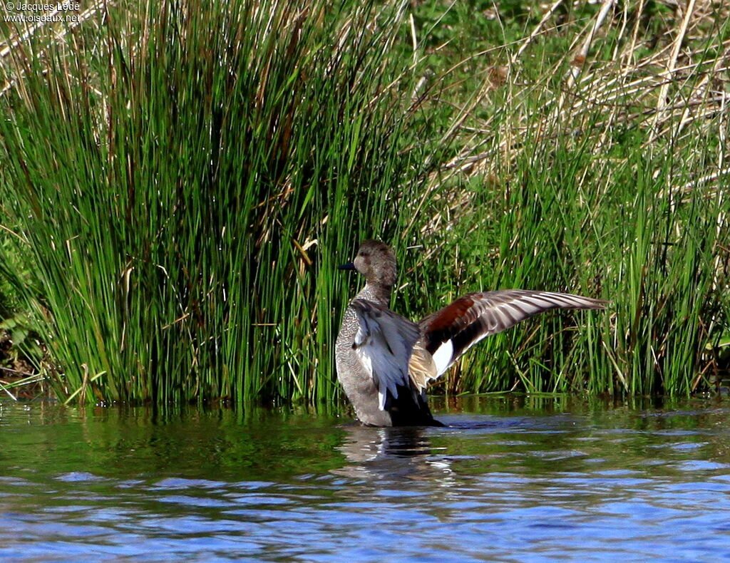 Canard chipeau