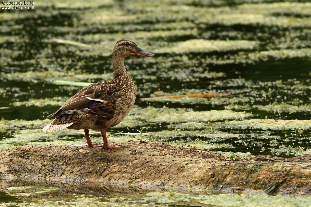 Canard colvert