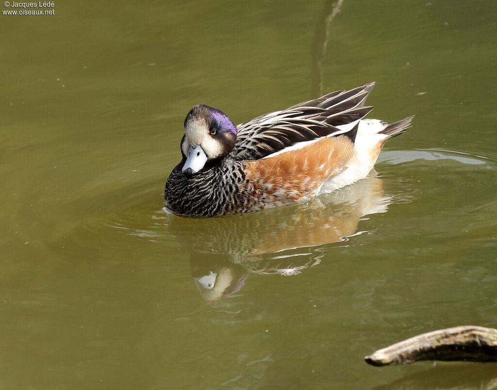 Canard de Chiloé