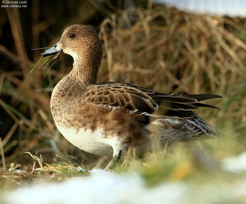 Canard siffleur