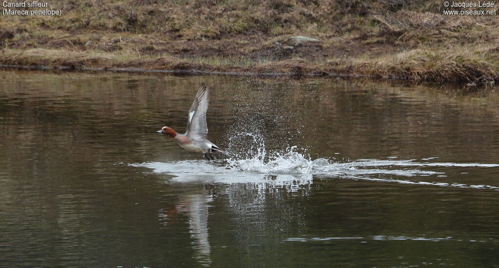 Canard siffleur