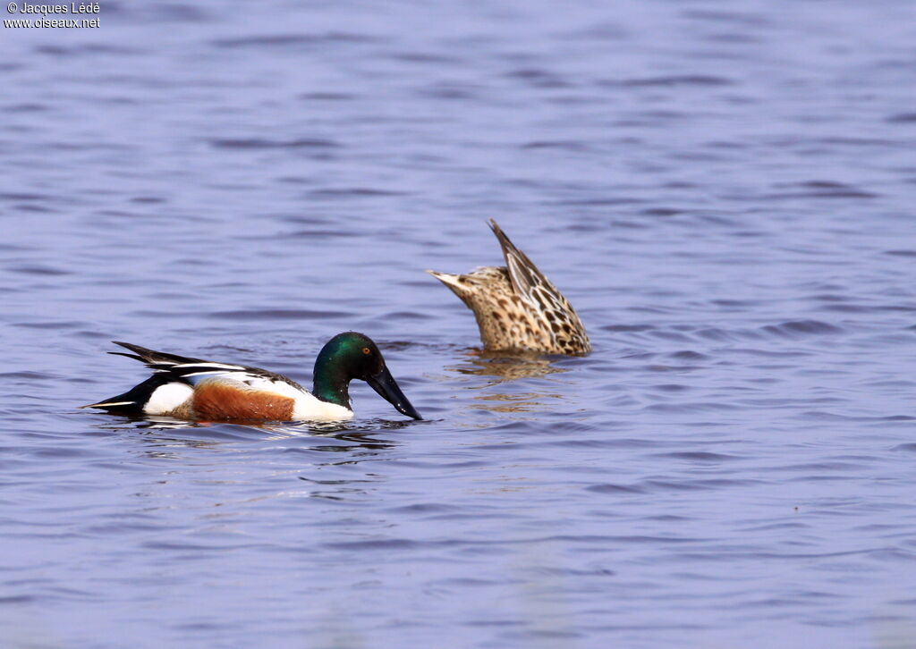 Canard souchet