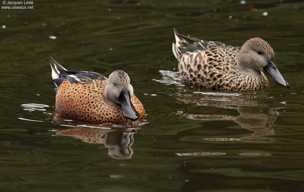 Canard spatule
