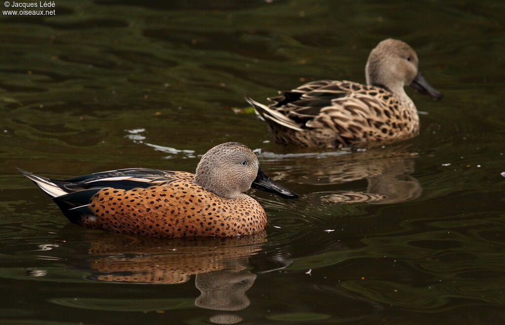 Red Shoveler