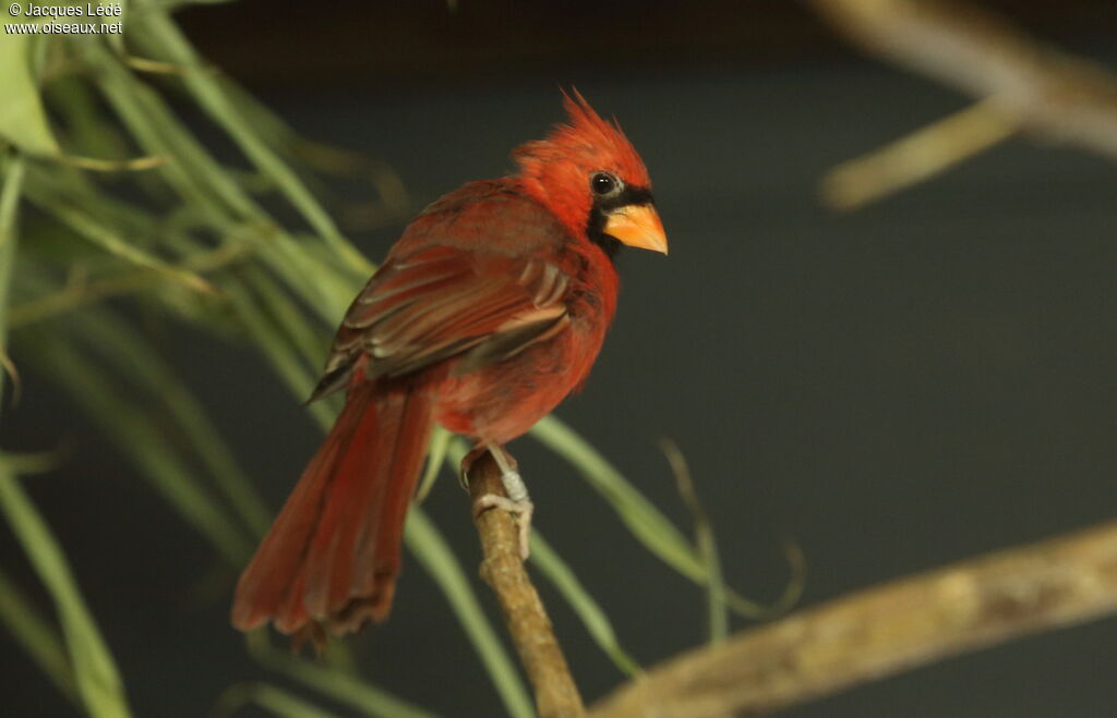 Cardinal rouge