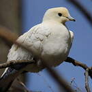 Carpophage blanc