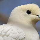 Carpophage blanc