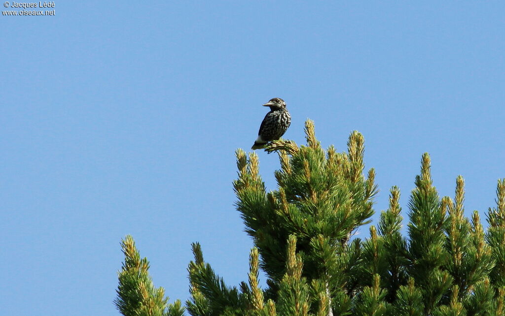 Northern Nutcracker