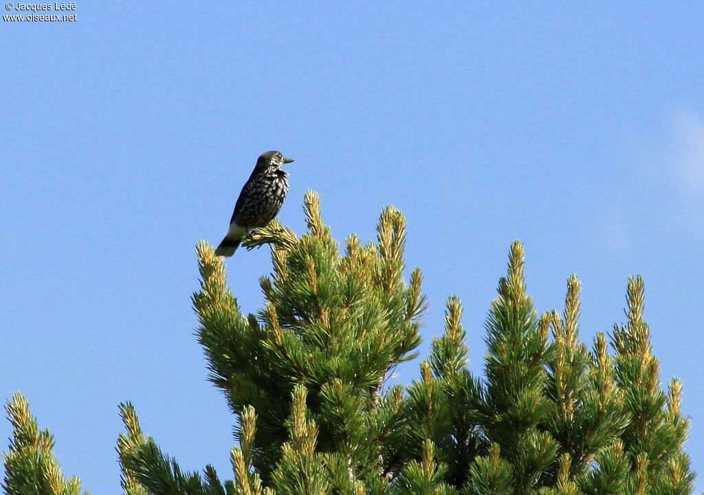 Northern Nutcracker