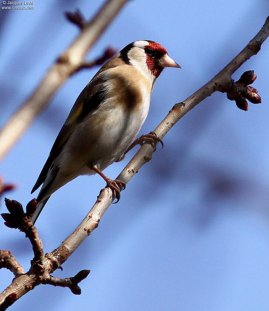 Chardonneret élégant