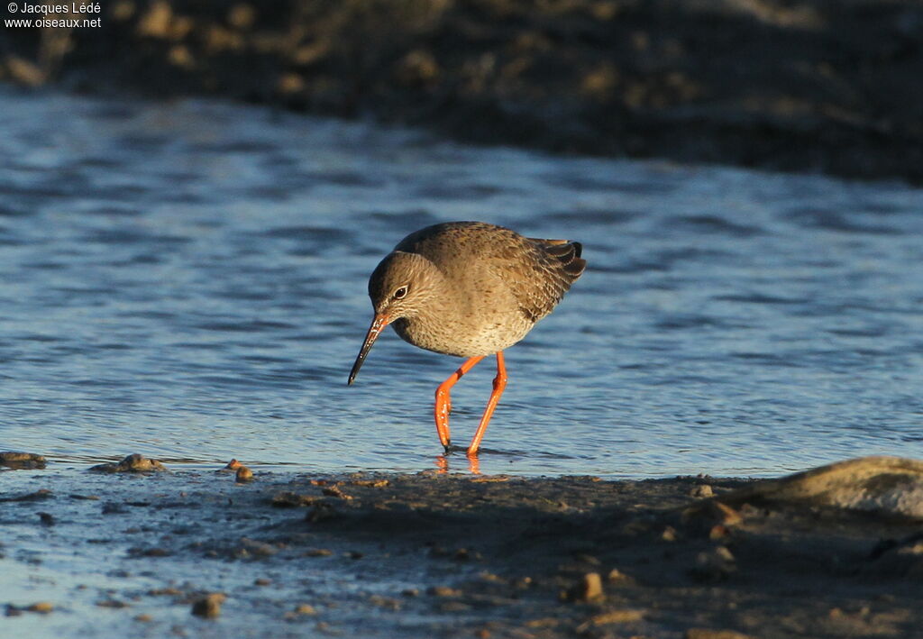 Common Redshank