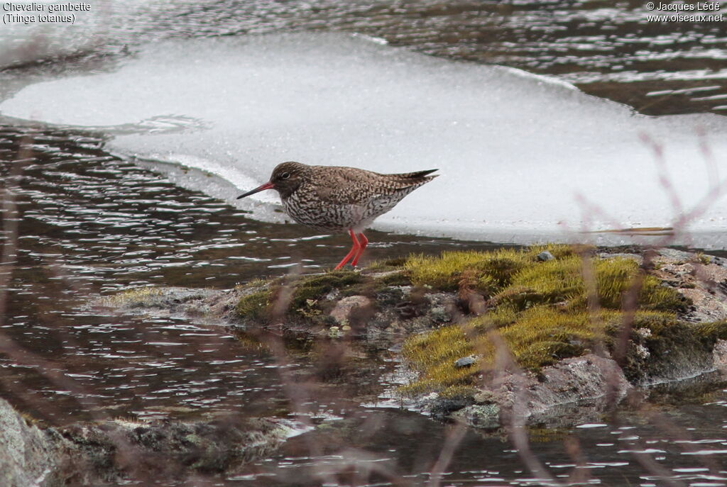 Common Redshank