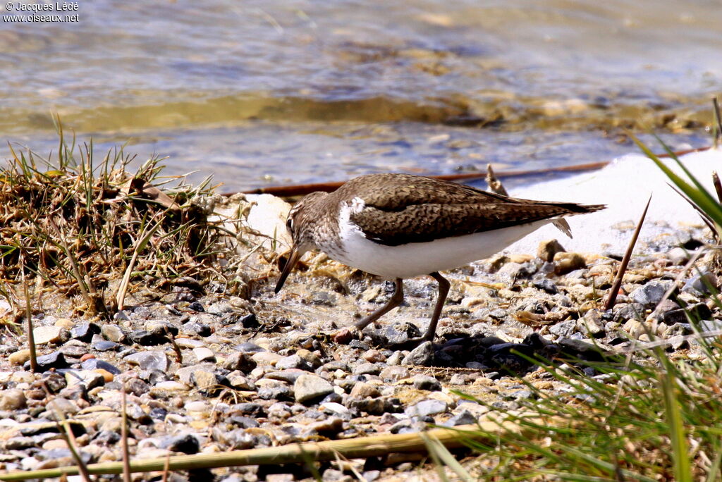 Common Sandpiper