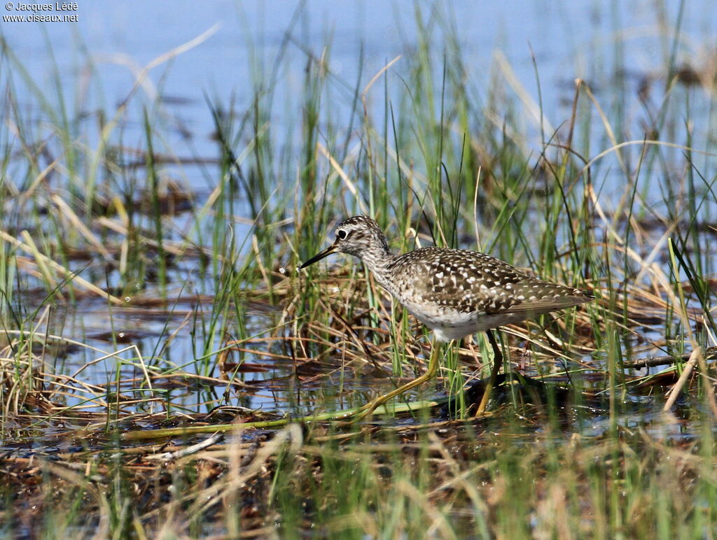 Wood Sandpiper