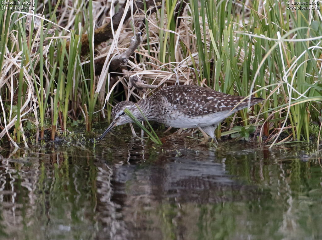 Wood Sandpiper