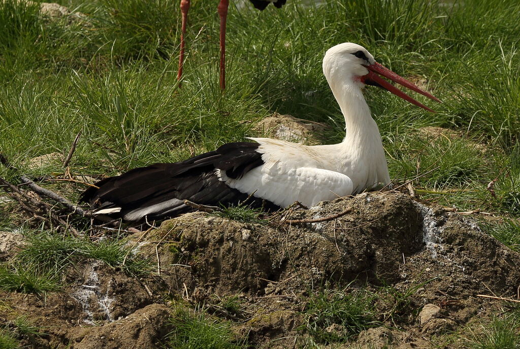 White Stork